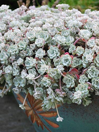 Cape Blanco Stonecrop Sedum Succulent Plant - 4 inch pot