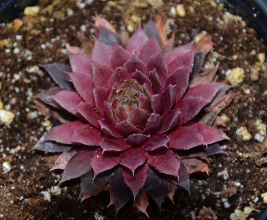 Royal Ruby Sempervivum, "Hen and Chicks" , 3.5" Pot, Succulent, Color Changing with the Seasons, Easy to Grow and Care For