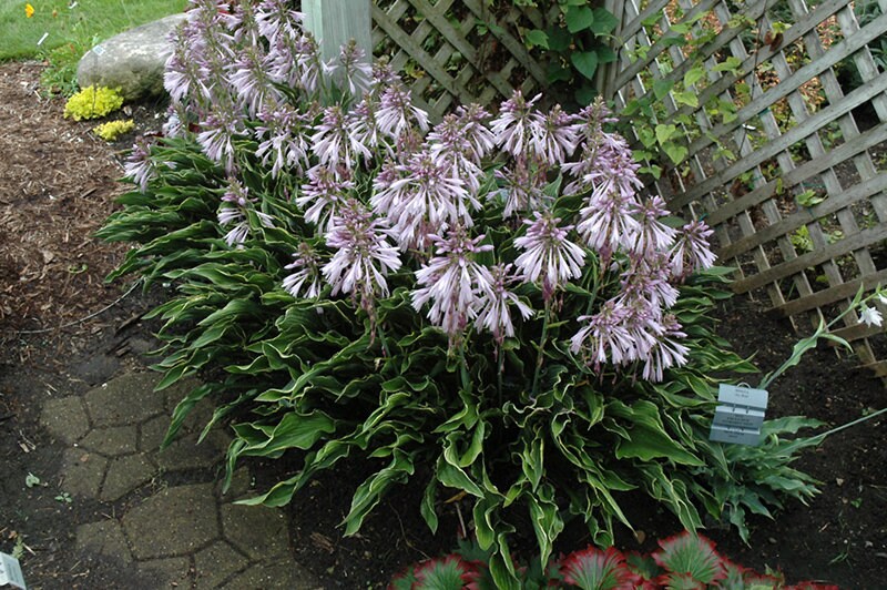 Hosta "Praying Hands"/ Plantain Lily/ 4" Pot Perennial