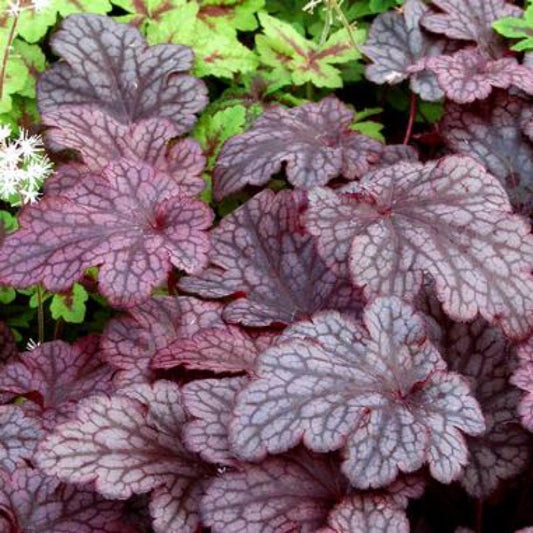 Heuchera Carnival "Rose Granita" Coral Bells, 1 Quart Live Plant