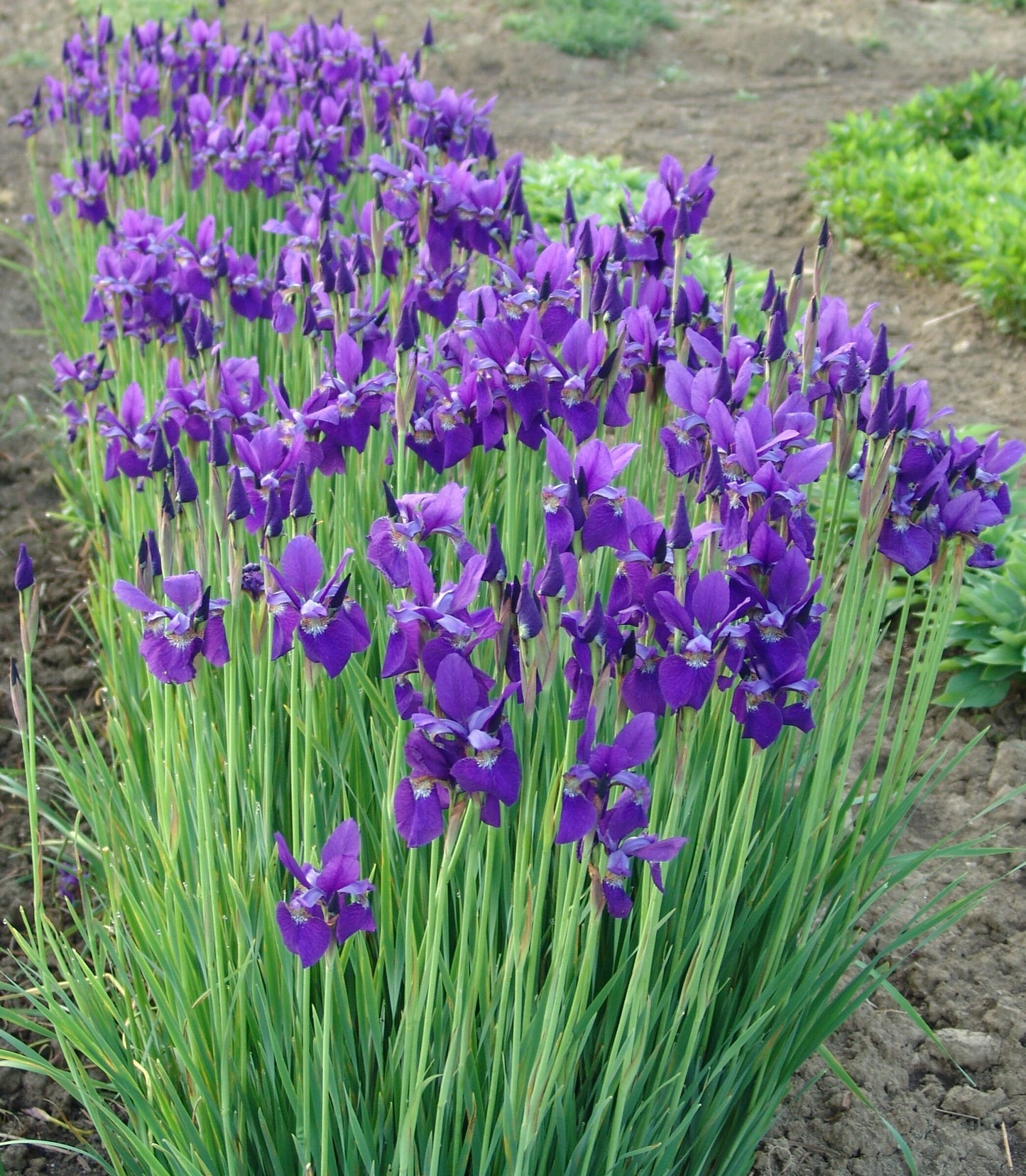 Siberian Iris 'Caesars Brother'/ Gallon Pot Perennial/ Gorgeous Deep Purple Flowers