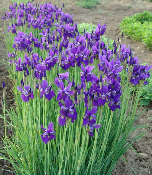 Siberian Iris 'Caesars Brother'/ Gallon Pot Perennial/ Gorgeous Deep Purple Flowers
