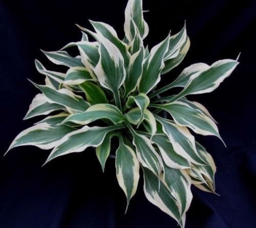 Hosta 'Bright Star', 1 Gallon Pot Live Plant