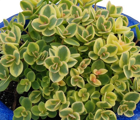 "Lime Twister" Stonecrop Sedum Succulent Plant by Sunsparkler® -  4 inch pot