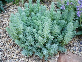 Turquoise Tails Blue Sedum (Sedum sediforme) - 4" pot