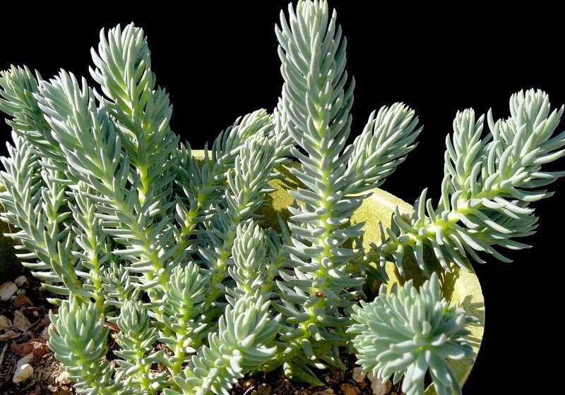 Turquoise Tails Blue Sedum (Sedum sediforme) - 4" pot