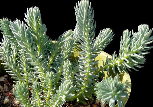 Turquoise Tails Blue Sedum (Sedum sediforme) - 4" pot