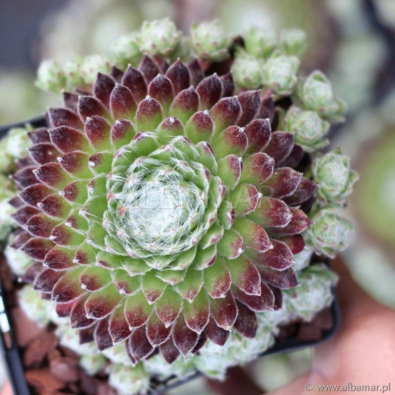 Sempervivum Koko Flanel, 4" Pot, Perennial, Succulent, Drought Resistant, Easy Maintenance Hardy Succulent