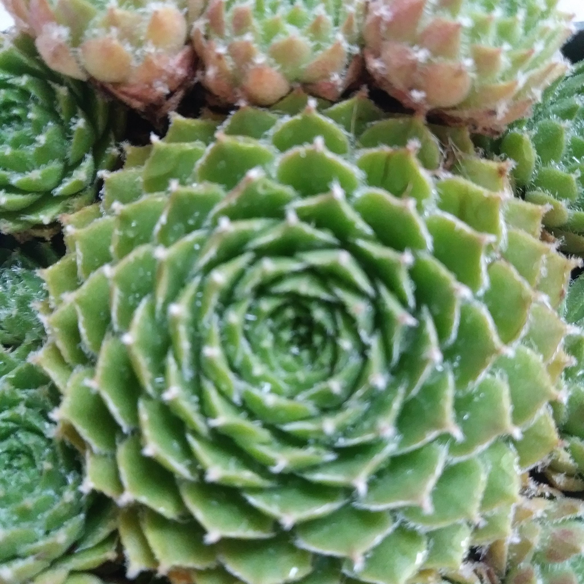 Piloseum Succulent -Unique Hens and Chick Sempervivum Plant - 4 inch pot