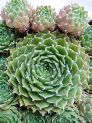 Piloseum Succulent -Unique Hens and Chick Sempervivum Plant - 4 inch pot