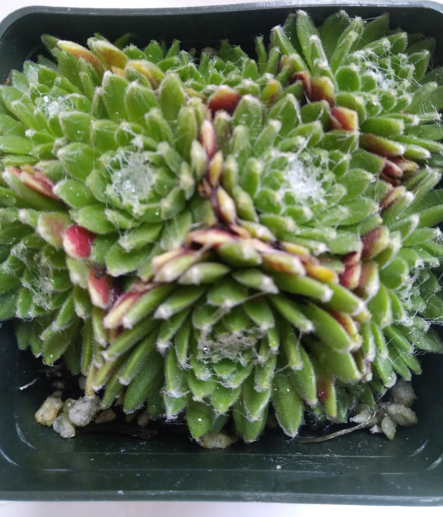 Sempervivum 'Mona Lisa' Hens Chicks, 4" Pot Live Plant