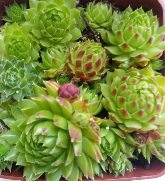 Sempervivum Jovibarba High Tetra Perennial Succulent Hens and Chicks roller Succulent Red Succulent