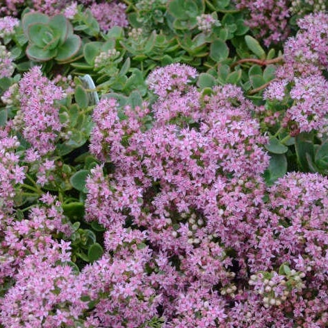 Sedum Sunsparkler 'Lime Zinger', 4" Pot Live Plant