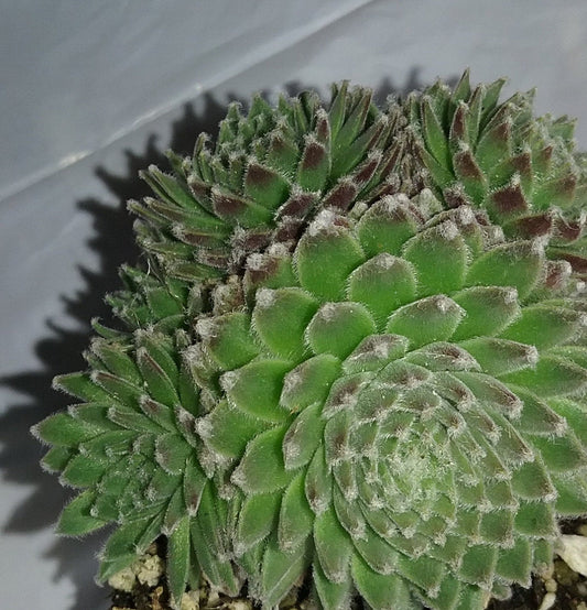 Koko Flanel Live Succulent Sempervivum Hens and Chicks Easy Plant, Pink Flowers, Grown in 3" Pot