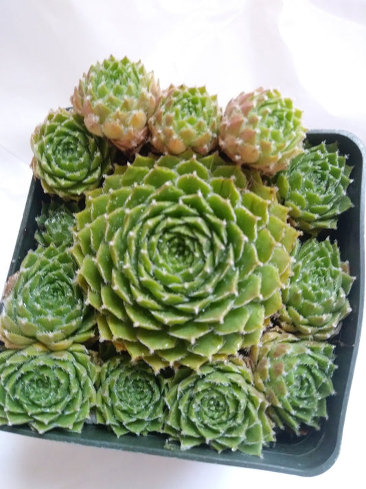 Sempervivum Piloseum Hens and Chick Perennial Hardy Succulent unique succulent