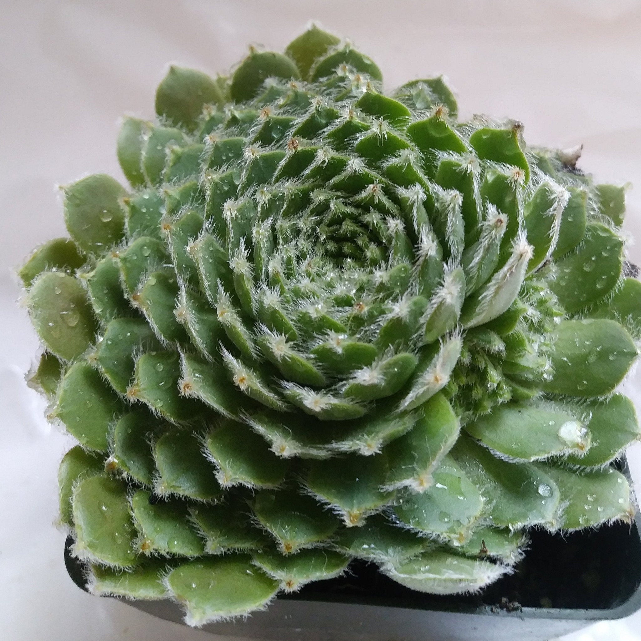 Shirleys Joy Sempervivum 4" pot