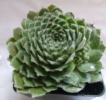 Shirleys Joy Sempervivum 4" pot