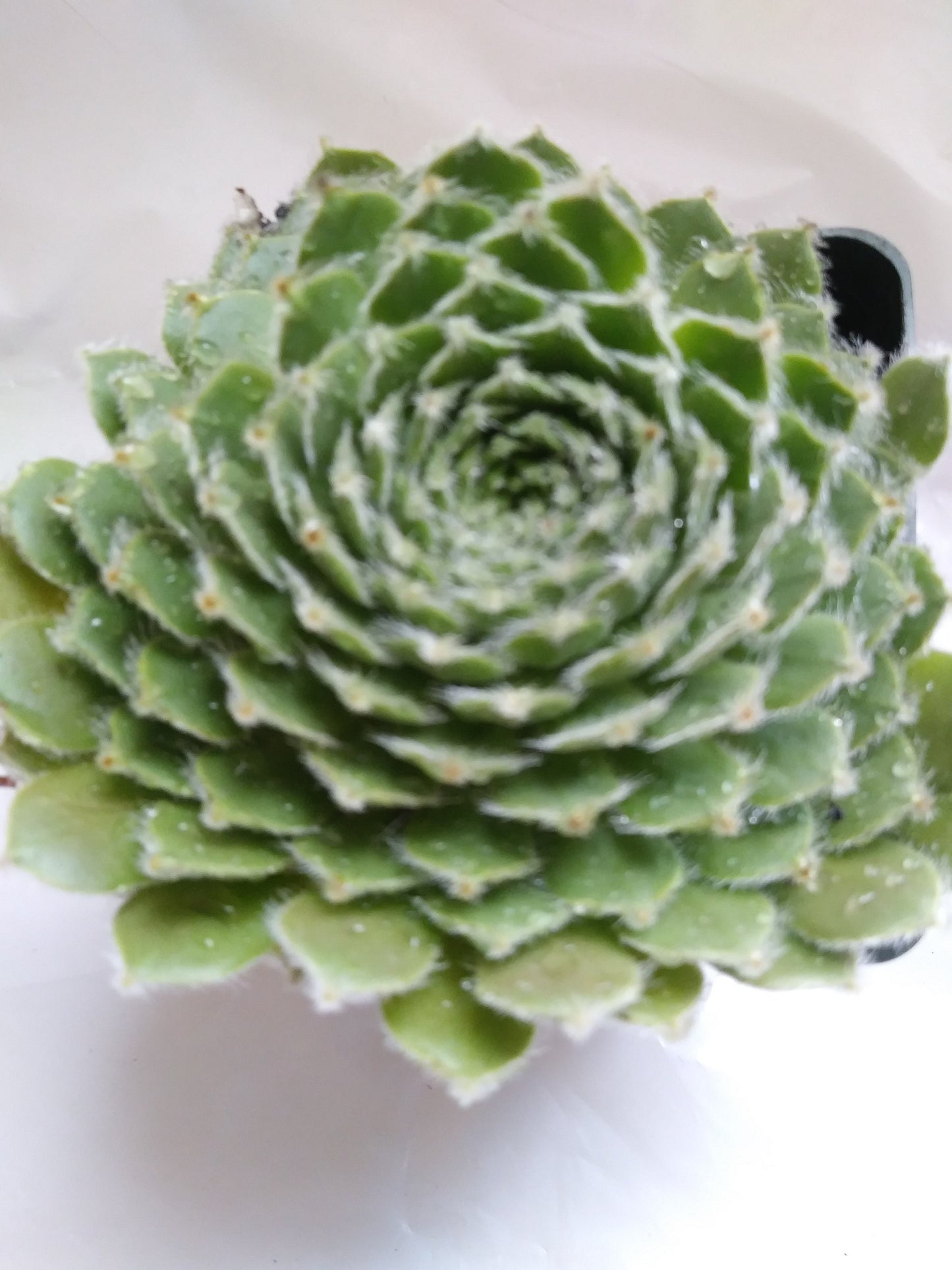 Shirleys Joy Sempervivum 4" pot