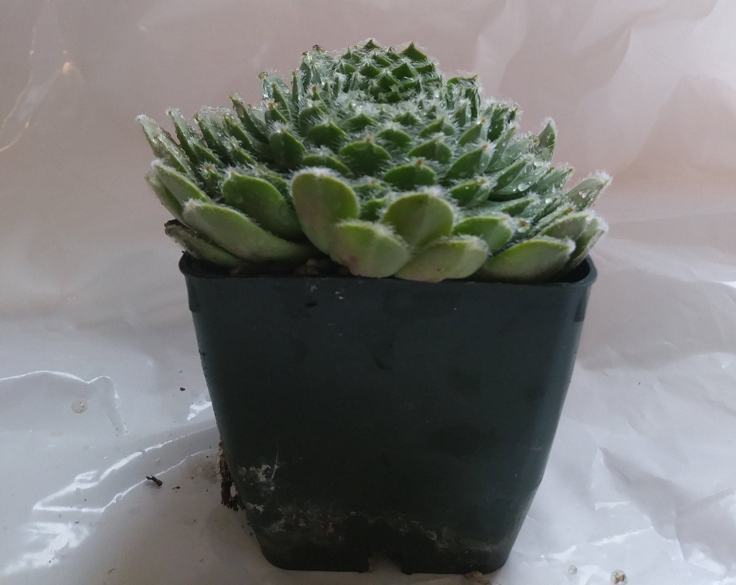 Shirleys Joy Sempervivum 4" pot