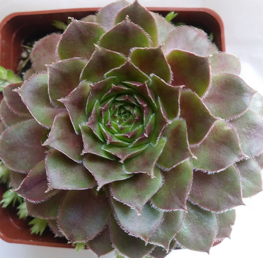 Rojan Sempervivum Live Succulent Hens and Chicks Rojan Perennial Red Sempervivum Red Succulent Indoor Plant Outdoor Plant