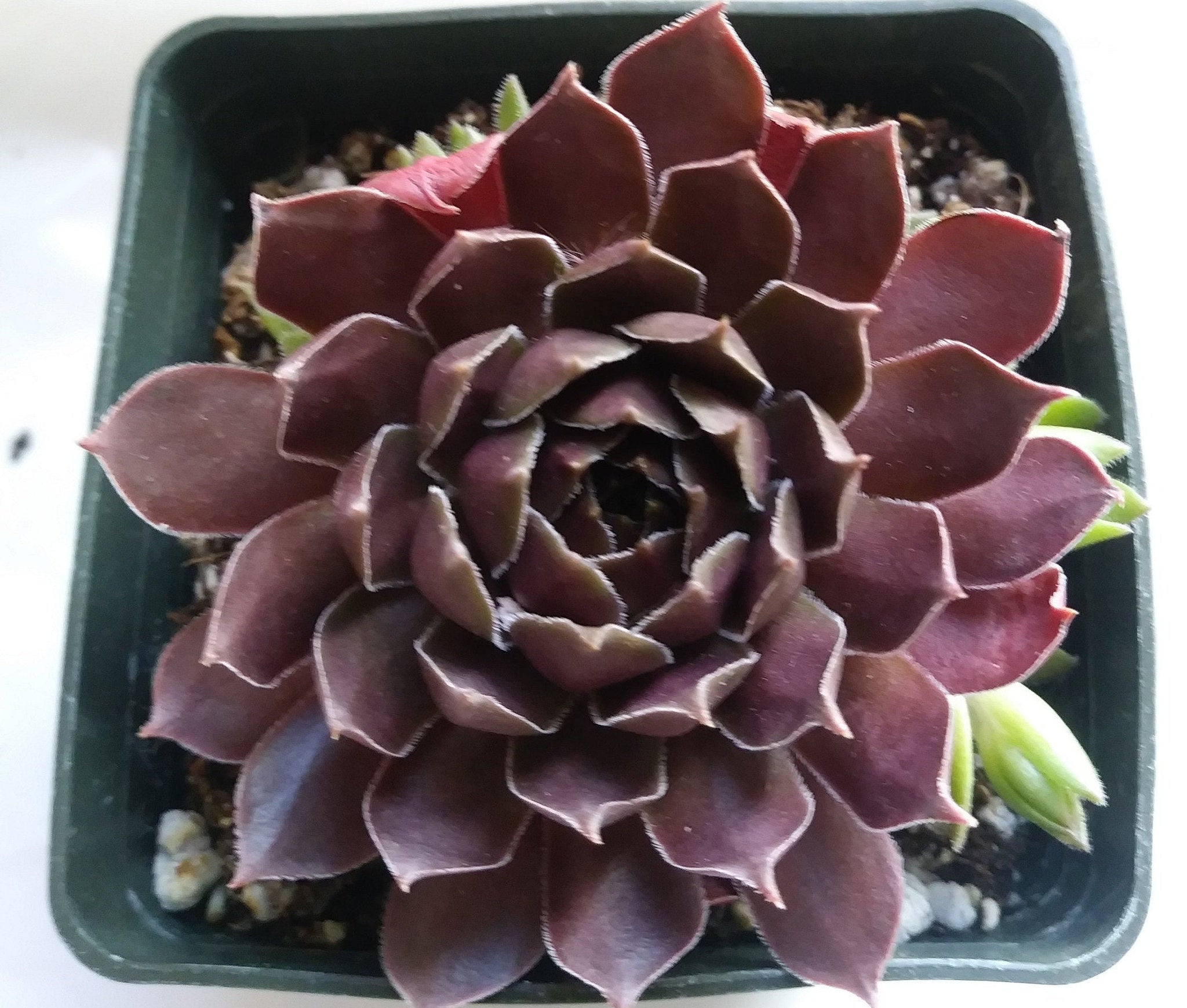 Pacific Shadows Succulent - Hens and Chicks Sempervivum Plant - 4 inch pot