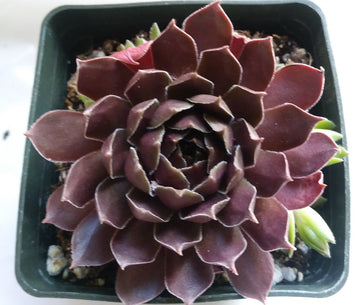 Pacific Shadows Succulent - Hens and Chicks Sempervivum Plant - 4 inch pot