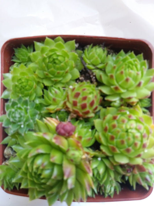 Sempervivum Jovibarba High Tetra Perennial Succulent Hens and Chicks roller Succulent Red Succulent