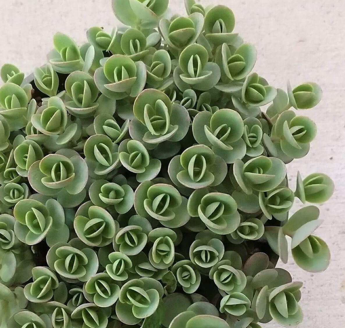 Sedum Sunsparkler 'Lime Zinger', 4" Pot Live Plant