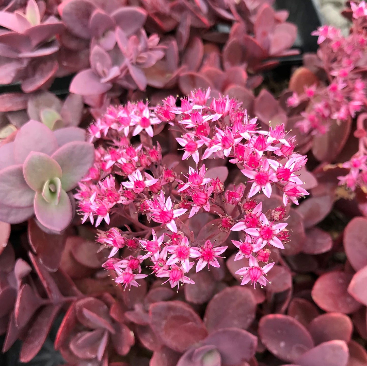 Cherry Tart Succulent - Stonecrop Succulent Plant by Suncatcher™ - 4 inch pot