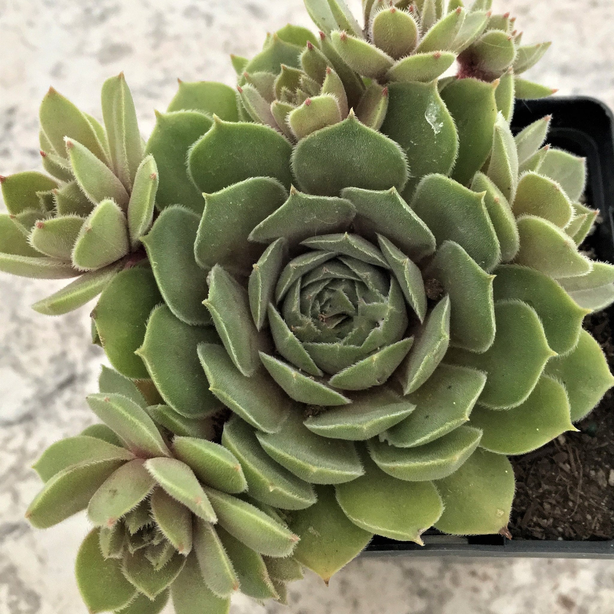 Live Sempervivum Thunder Plant Live Succulent Hens and Chicks Low Water Live Plants Outdoor Plants Indoor Plants Rock Gardens 3.5" Pot