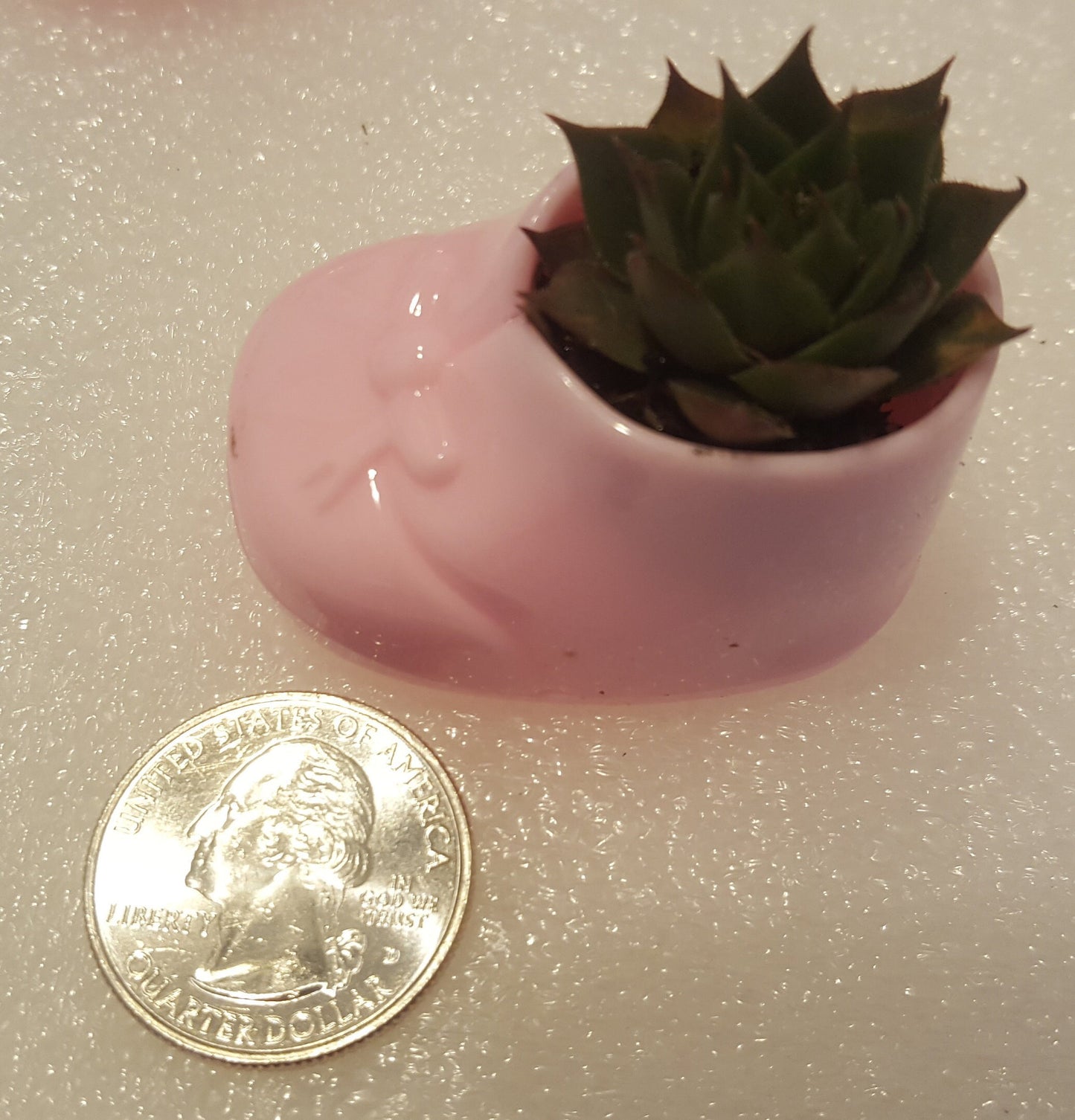 Mini Succulents Pink Baby Shower Favors Live Succulent Plugs in Pink Baby Booties It's a Girl Party Favor Live Plants by the dozen