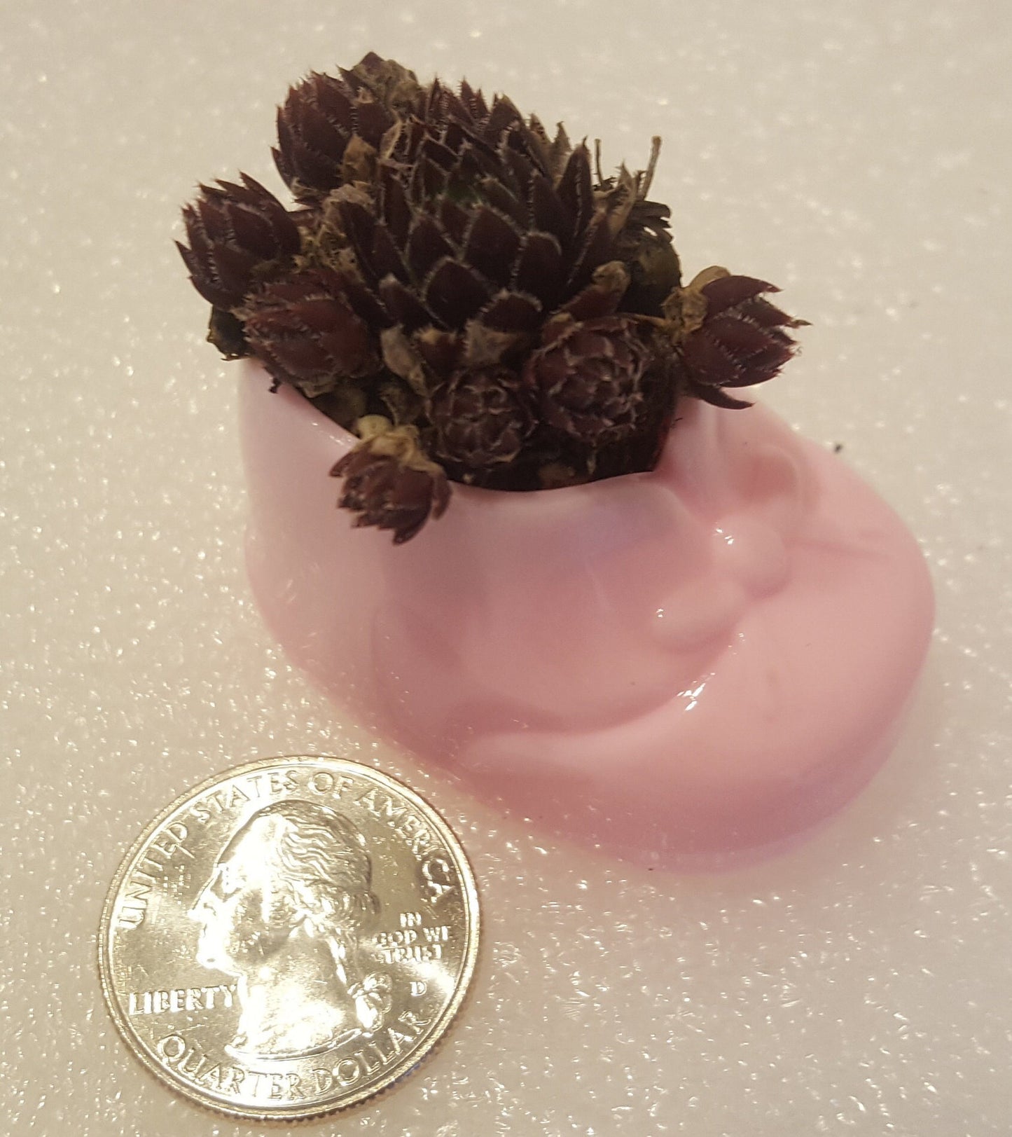 Mini Succulents Pink Baby Shower Favors Live Succulent Plugs in Pink Baby Booties It's a Girl Party Favor Live Plants by the dozen