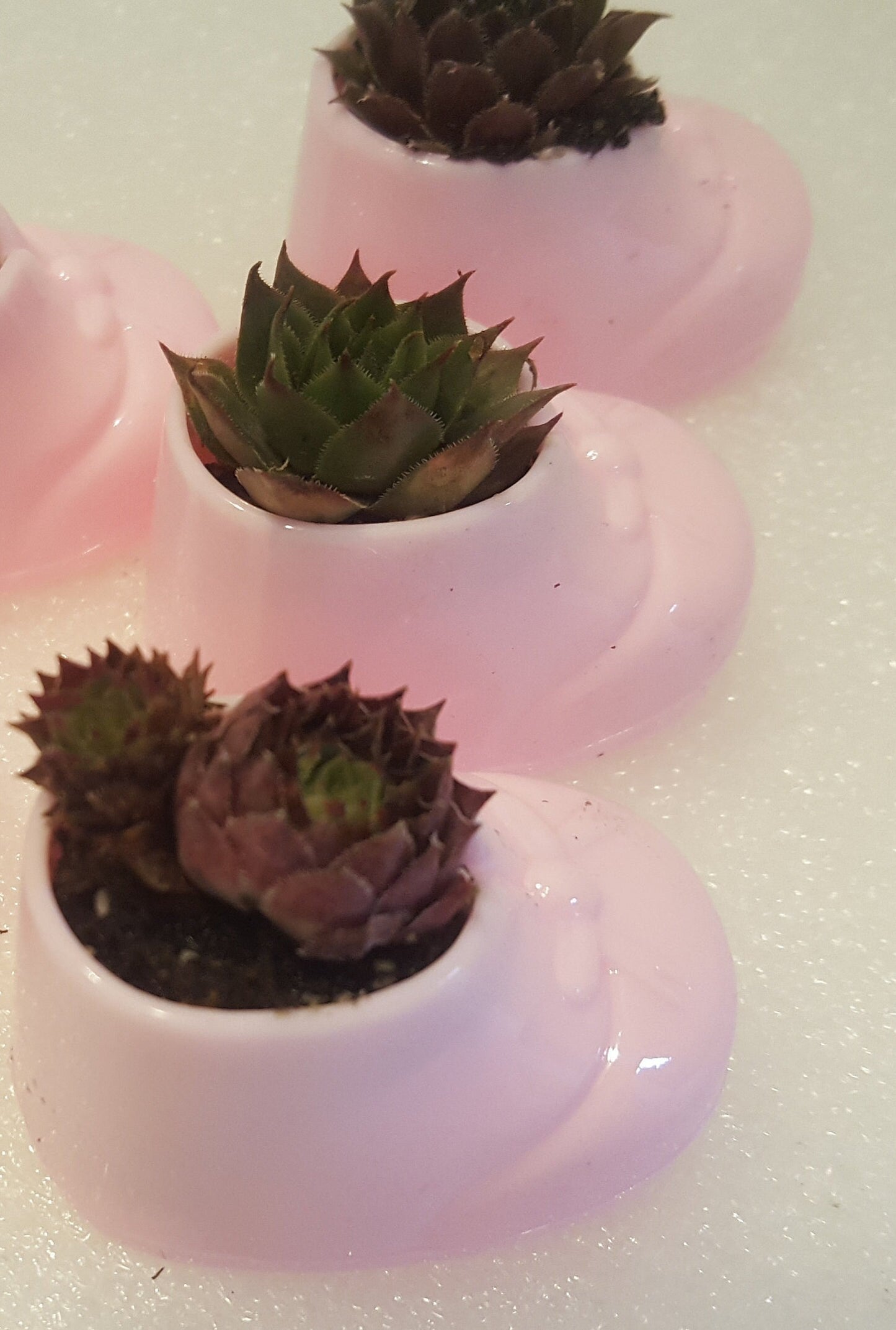 Mini Succulents Pink Baby Shower Favors Live Succulent Plugs in Pink Baby Booties It's a Girl Party Favor Live Plants by the dozen