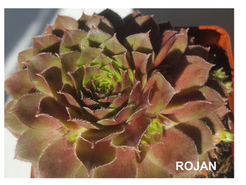 Rojan Sempervivum Live Succulent Hens and Chicks Rojan Perennial Red Sempervivum Red Succulent Indoor Plant Outdoor Plant