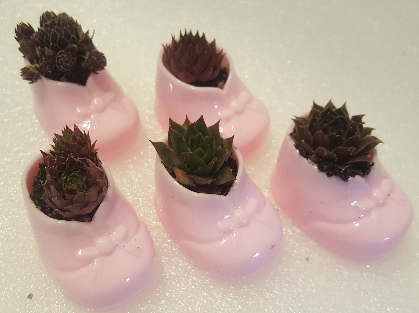 Mini Succulents Pink Baby Shower Favors Live Succulent Plugs in Pink Baby Booties It's a Girl Party Favor Live Plants by the dozen