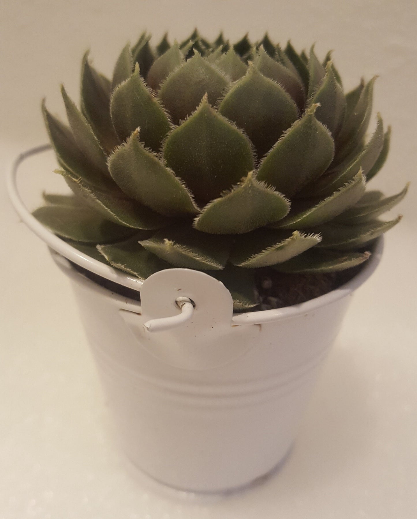 Wedding Favors Live Succulents Party Favor Succulent Weddings White Pails for Wedding and Bridal Shower Decor 3" tall each