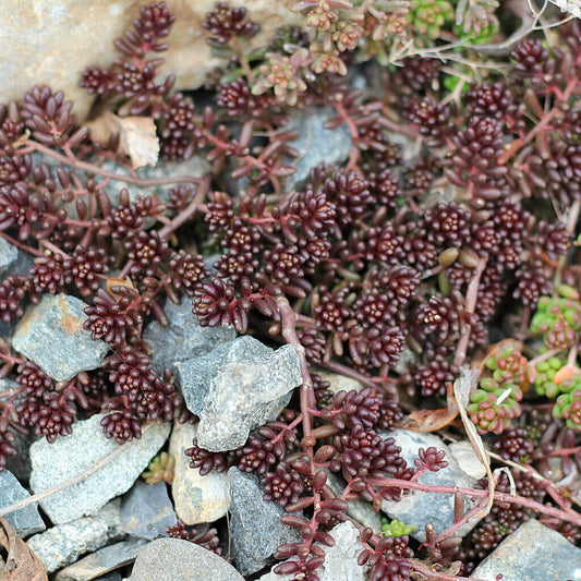 Sedum 'Black Pearl' Stonecrop, 4" Pot Live Plant