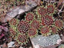 Sempervivum 'Jubilee'  Monocarpic Succulent Winter Dormant Grows Quickly Rosettes Sun Lover Unsuitable Indoors Good for Containers 4inch Pot