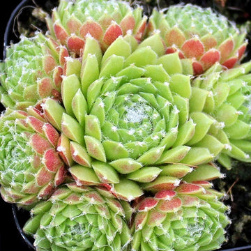 Red Nails Webbed Succulent - Hens and Chicks Sempervivum Plant - 4 inch pot