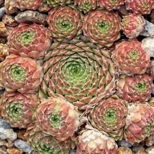 Sempervivum Red Nails Hardy Succulent Perennial 4 Inch Pot Good for Containers Easy to Grow Pink Red Clustered Rosettes Slightly Webbed