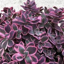 Sedum Sunsparkler 'Dream Dazzler' Stonecrop, 4" Pot Live Plant