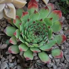 Sempervivum 'Carmen' Hens Chicks Succulent, 4" Pot Live Plant