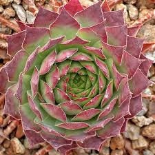 Carmen Succulent - Hens and Chicks Sempervivum Plant - 4 inch pot