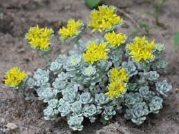 Sedum 'Cape Blanco' Stonecrop, 4" Pot Live Plant