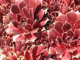 Red Delta Sempervivum Hens and Chicks Drought Tolerant Easy to Grow Low Maintenance Sun Lover Live Succulent 4 Inch Pot Perennial succulent