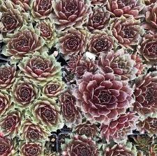 Killer Sempervivum Live Succulent Easy to Grow live succulent Good for Containers Groundcover Cold Hardy 4 inch Pot Drought Tolerant