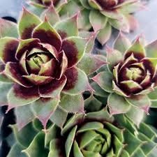 Killer Succulent - Hen and Chicks Sempervivum Plant - 4 inch pot