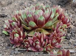 Killer Sempervivum Live Succulent Easy to Grow live succulent Good for Containers Groundcover Cold Hardy 4 inch Pot Drought Tolerant