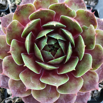 Sempervivum 'Jubilee'  Monocarpic Succulent Winter Dormant Grows Quickly Rosettes Sun Lover Unsuitable Indoors Good for Containers 4inch Pot