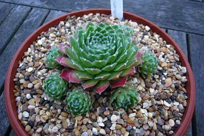 Sempervivum Lively Bug Live Succulent Clumping Lots of Offsets Easy to Grow Low Maintenance Very Cold Hardy Groundcover 4 Inch Pot Alpine